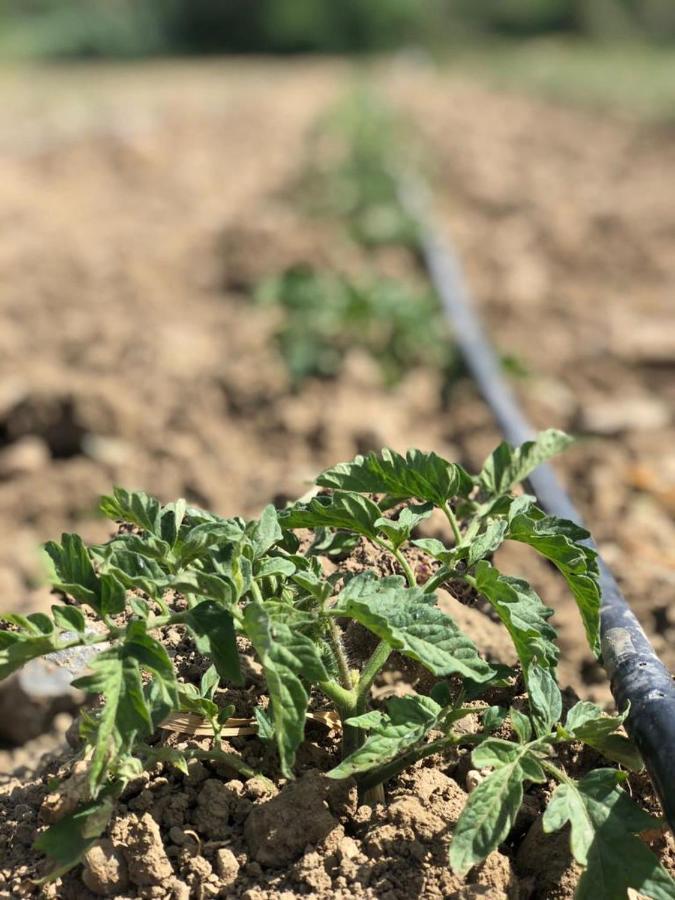 Limon Datca דטקה מראה חיצוני תמונה